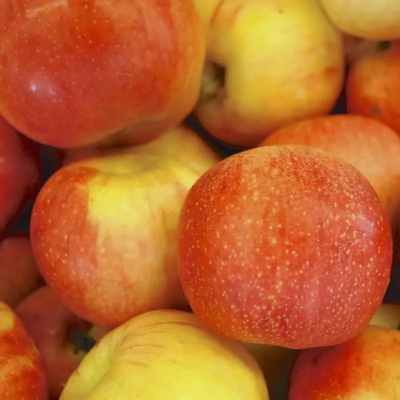 Stark® GrandGala™ Apple - Image 2