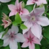 John Paul II Clematis