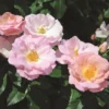 Peachy Knock Out® Rose
