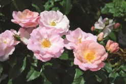 Peachy Knock Out® Rose