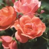 Coral Knock Out® Rose