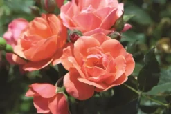Coral Knock Out® Rose