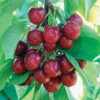 Benton® Sweet Cherry