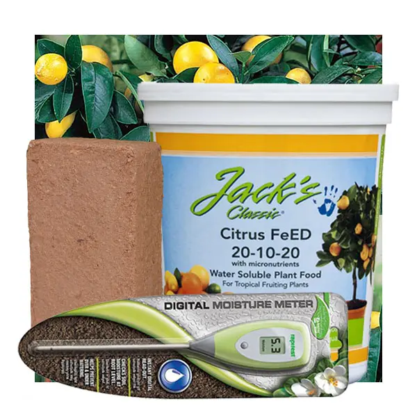 Citrus Tree Success Kit
