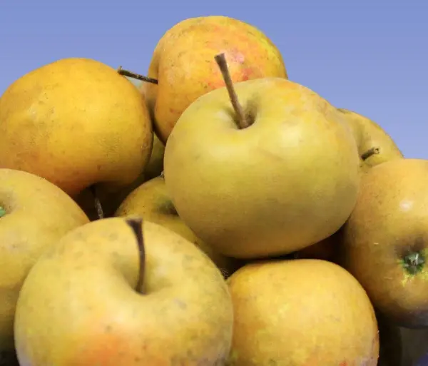 Franklin Cider™ Apple - Image 2