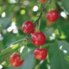 Stark® Montmorency Pie Cherry
