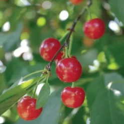 Stark® Montmorency Pie Cherry