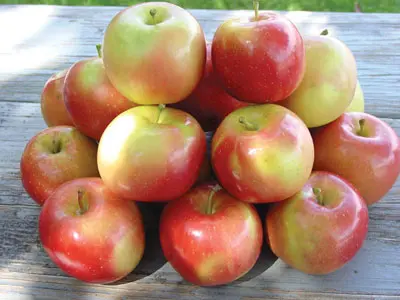 September Wonder® Fuji Apple - Image 2