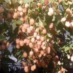 Snowbank White Blackberry