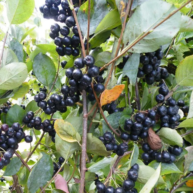 Viking Aronia Berry - Image 2