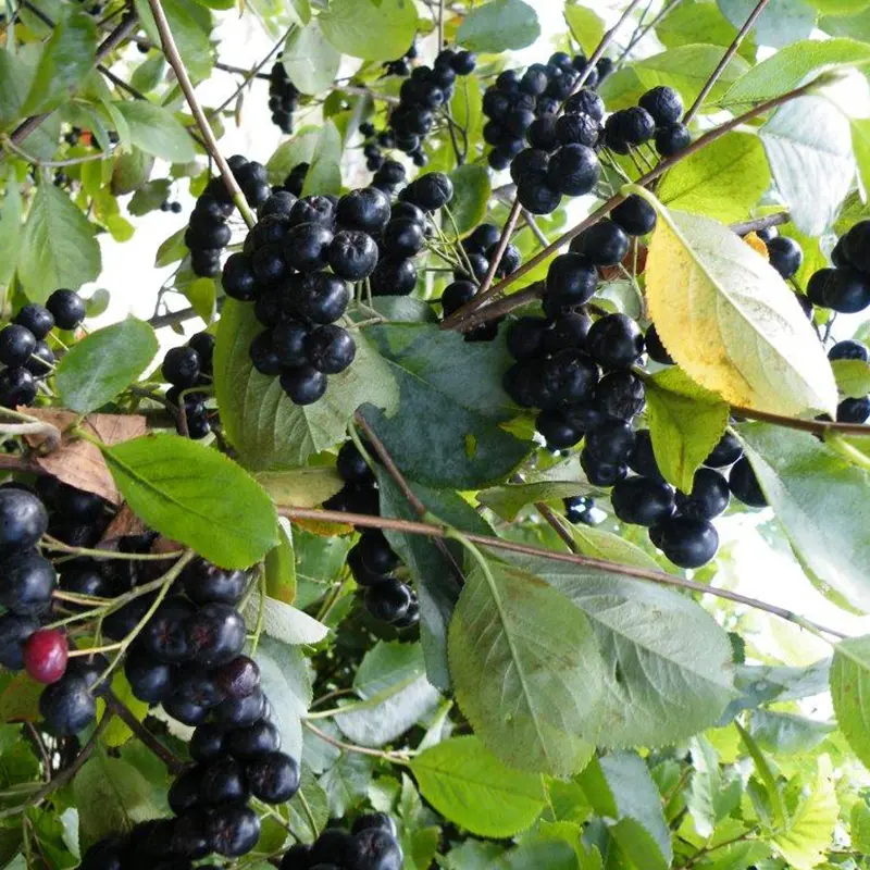 Viking Aronia Berry - Image 3