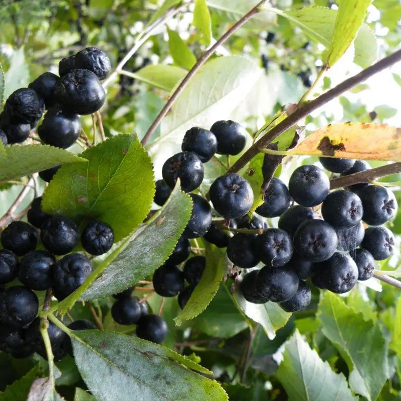 Viking Aronia Berry - Image 4