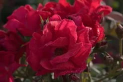 Winner's Circle™ Climbing Rose