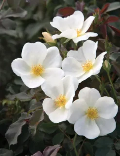 White Knock Out® Rose