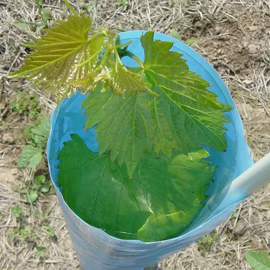 Blue-X® Vine Grow Tube - Image 3