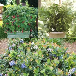 Bushel And Berry® Assortment
