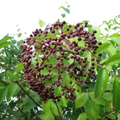 Wild Michigan Elderberry