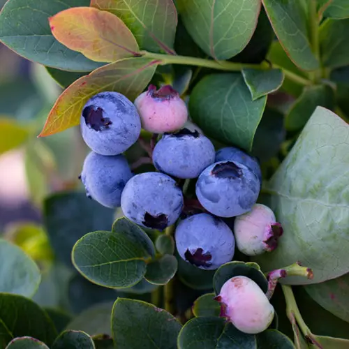 Bushel And Berry® Silver Dollar® Blueberry - Image 2