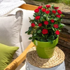 Petite Knock Out® Rose