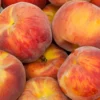 Florida Prince Peach