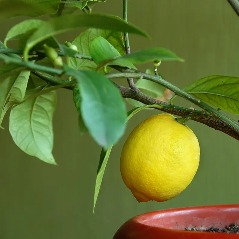 Meyer Lemon - Image 2