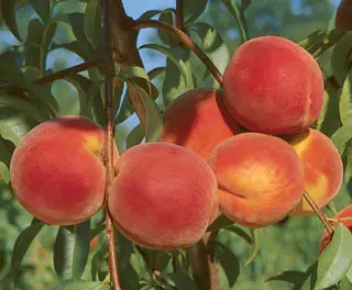 Loring Peach - Image 2