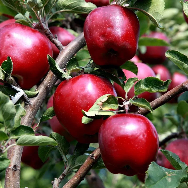 Starkspur® Red Delicious Apple