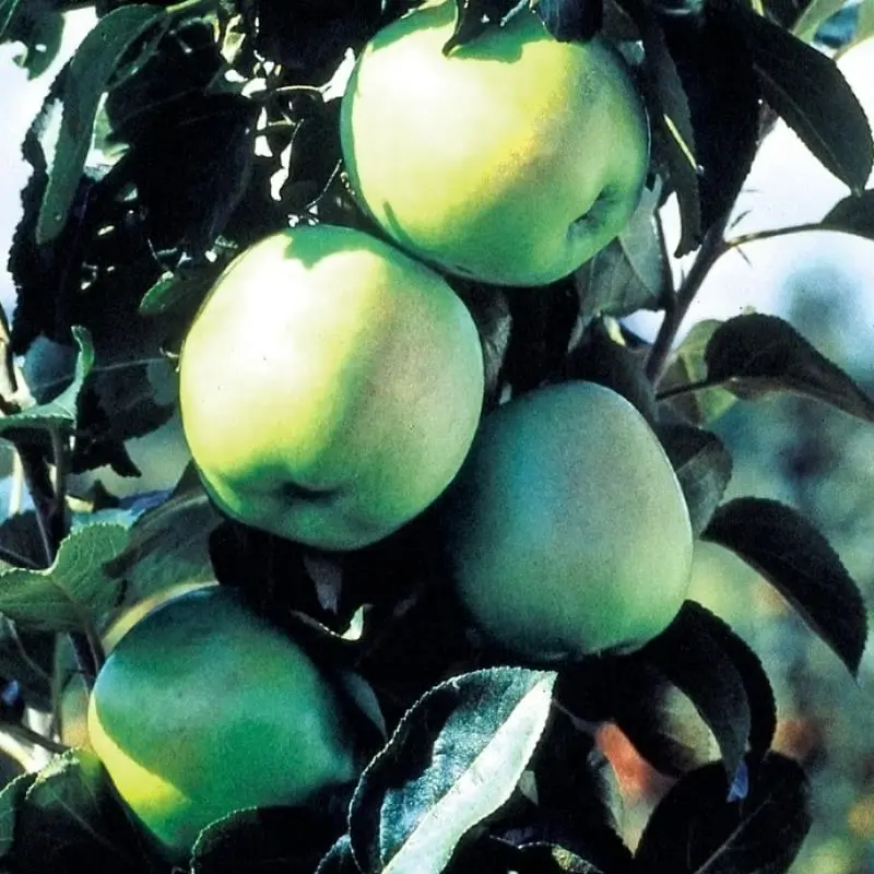 Stark® Emerald Spire® Apple