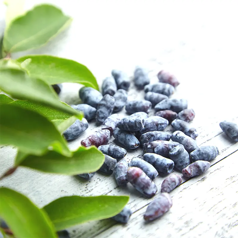 Honey Bee Honeyberry