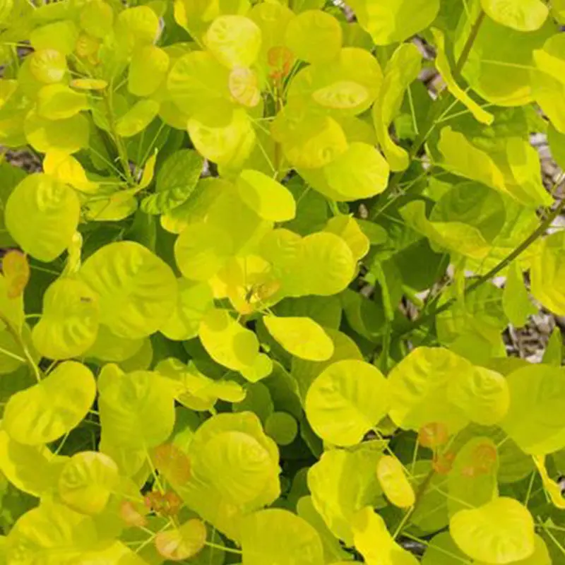 Golden Spirit Smokebush