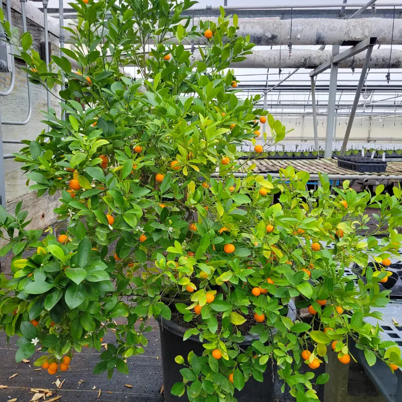 Calamondin Orange - Image 3