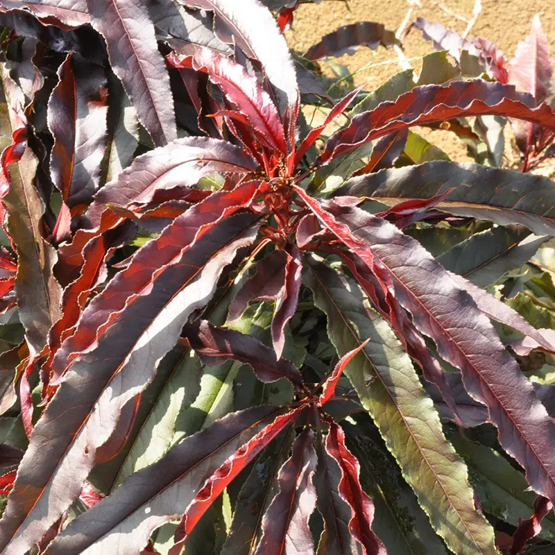 Ruby Ruffle™ Patio Peach - Image 4