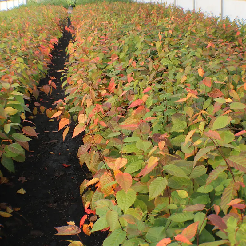 Wisconsin Red™ Musclewood American Hornbeam - Image 2