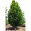 Skylark™ Hornbeam