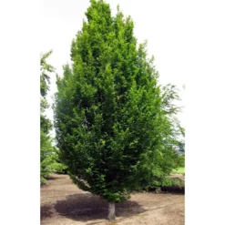 Skylark™ Hornbeam