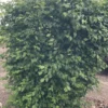 Model Rocket™ Korean Hornbeam