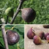 Cold-Hardy Fig Collection