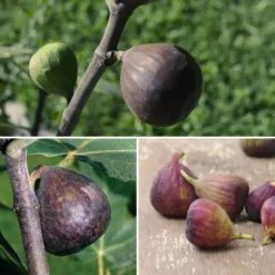 Cold-Hardy Fig Collection