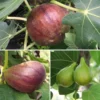 Customer Favorite Fig Tree Collection