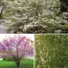 Flowering Landscape Tree Collection