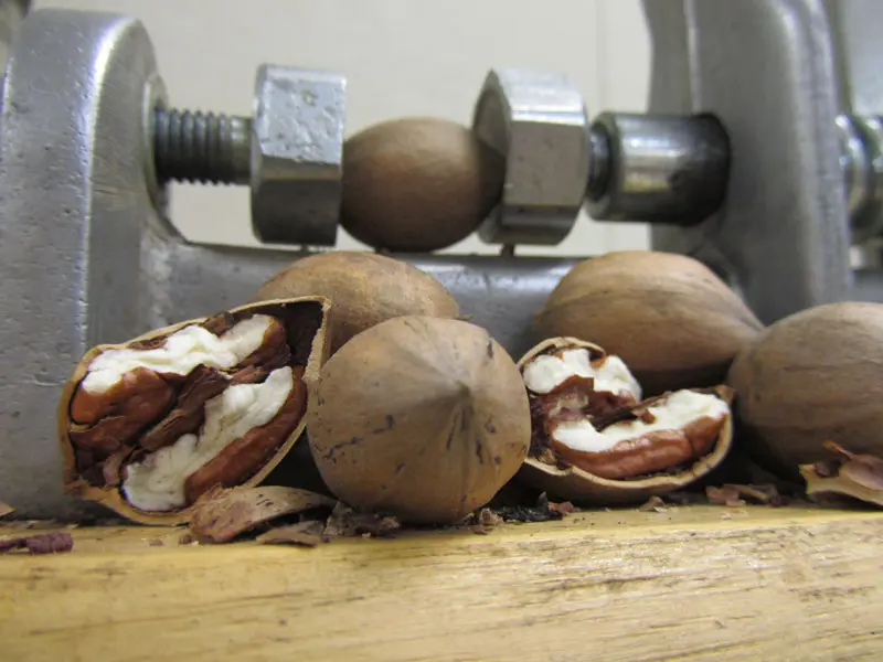 Kanza Pecan - Image 3