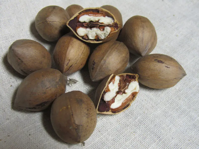 Kanza Pecan - Image 2