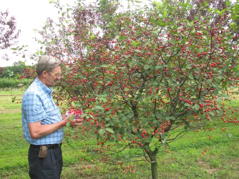 Stark® Surecrop™ Pie Cherry - Image 3