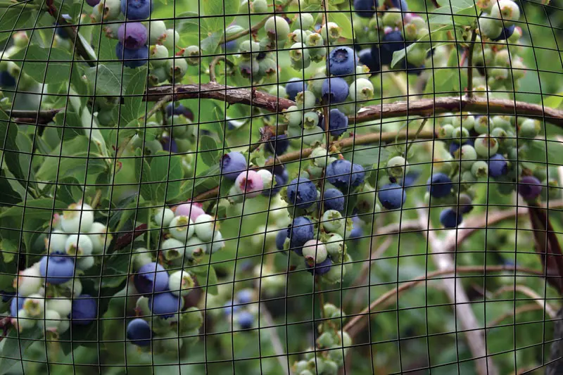 Bird-X® Garden Nets - Image 2