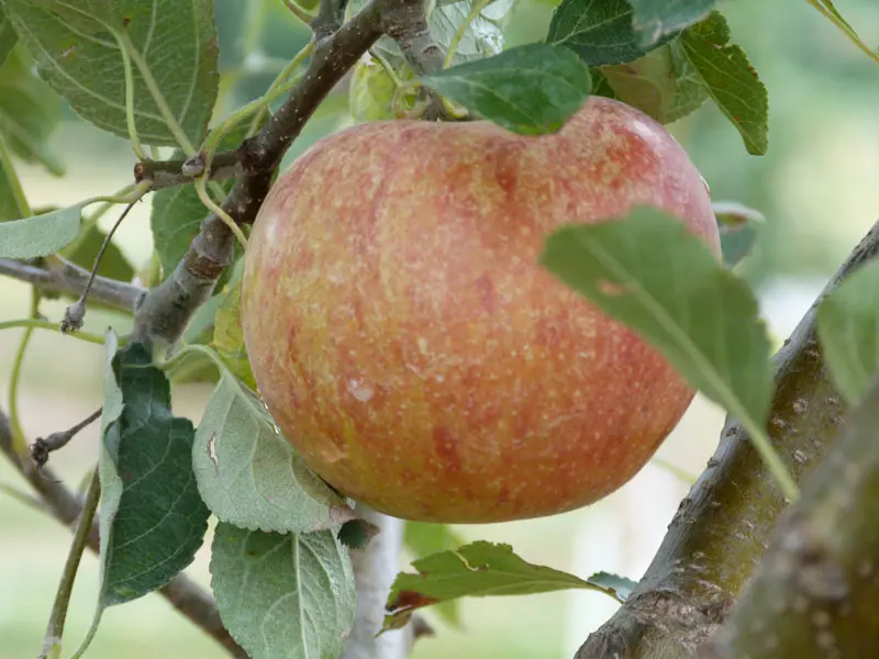 Cox's Orange Pippin Antique Apple - Image 2